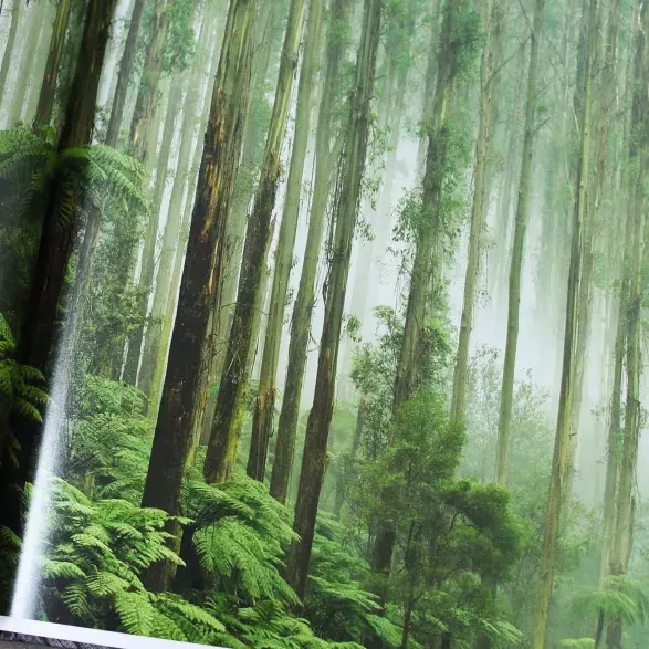 The Life & Love of the Forest