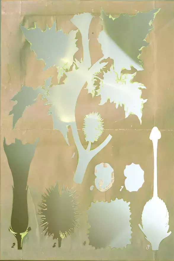 Datura Match, 2020 by Veronika Čechmánková