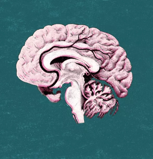 Výživa pro náš mozek