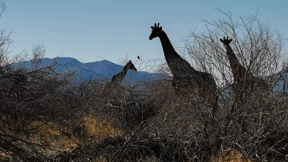 namibie