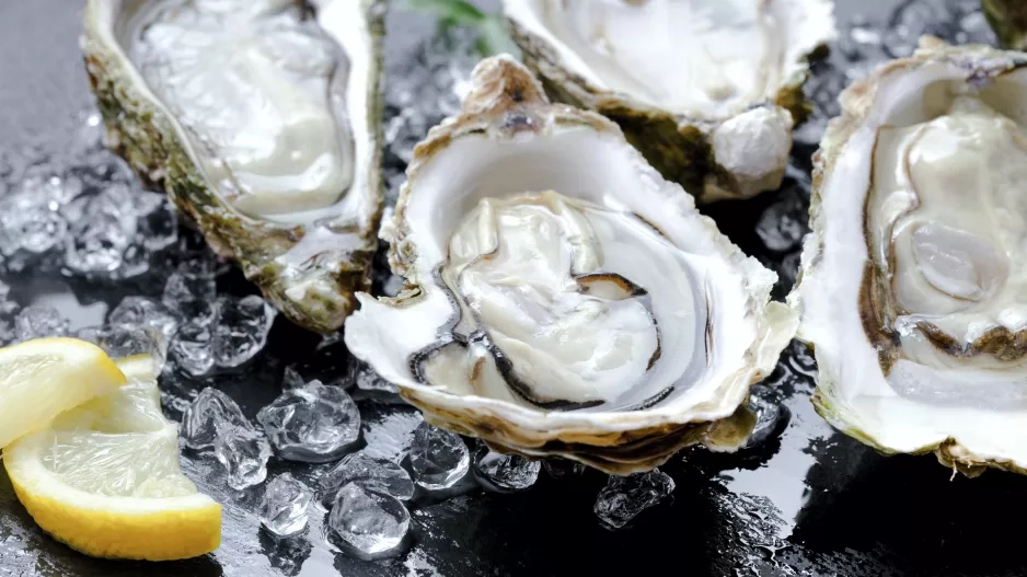 Oysters