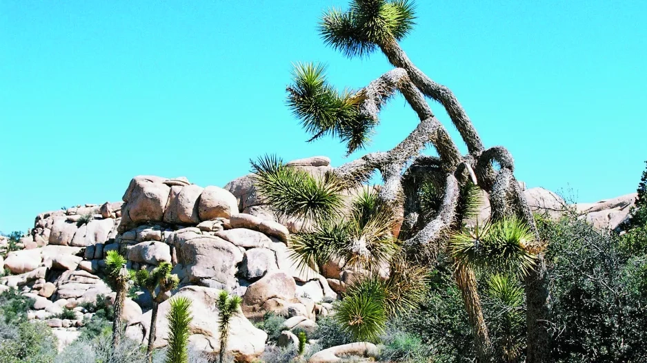 Palm Springs