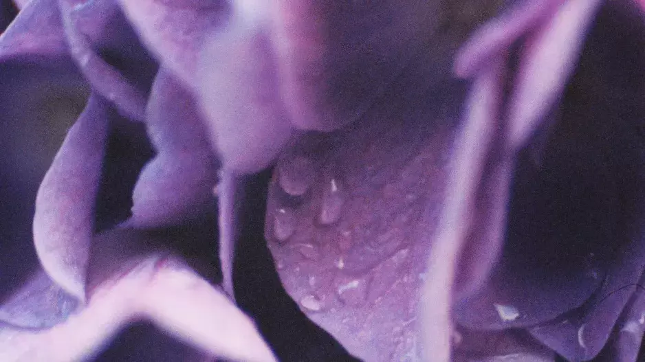 Unfading Flower