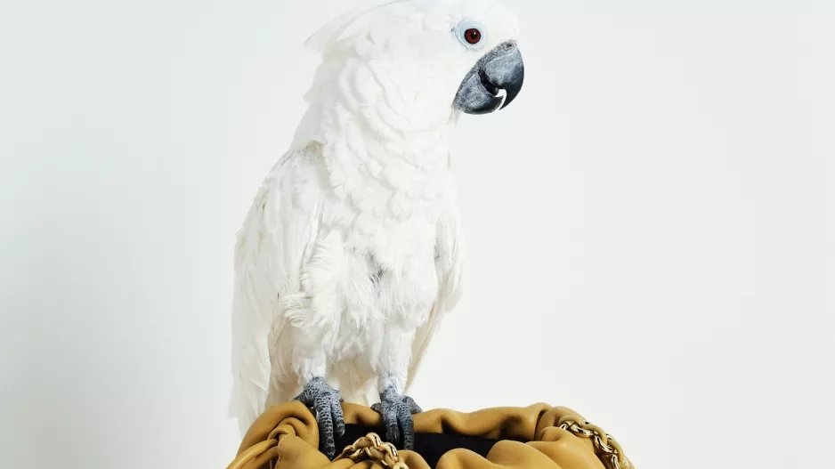 Loewe Loewe