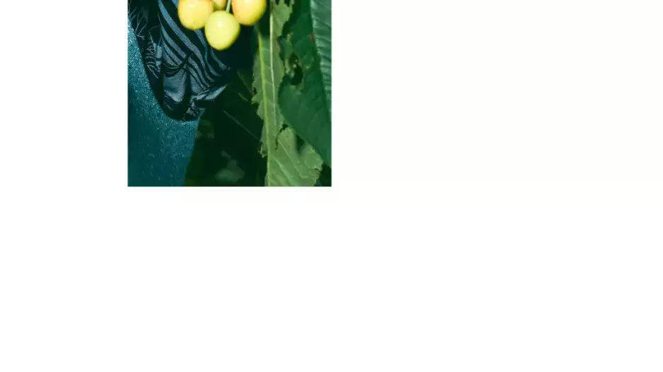 IOKO IOKO