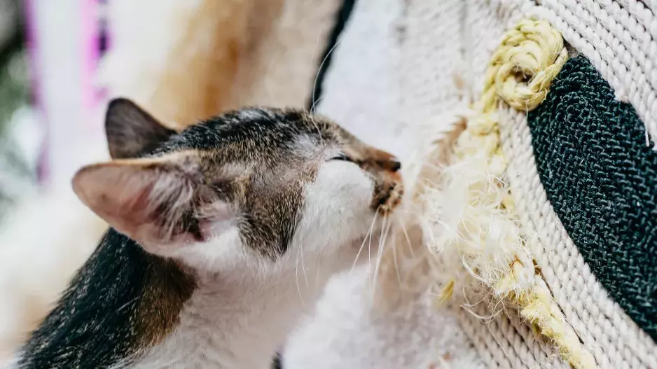 Whiskas, Vrnismus Whiskas, Vrnismus