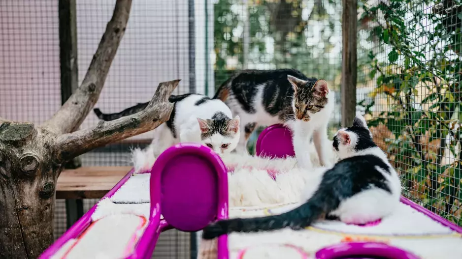 Vrnismus od Whiskas