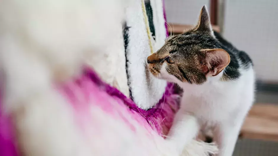 Vrnismus od Whiskas Vrnismus od Whiskas