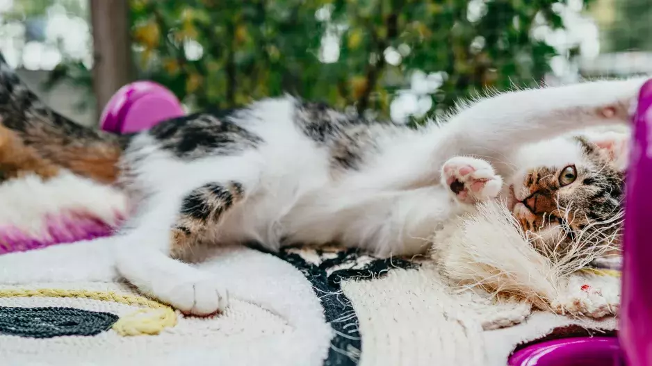 Vrnismus od Whiskas Vrnismus od Whiskas