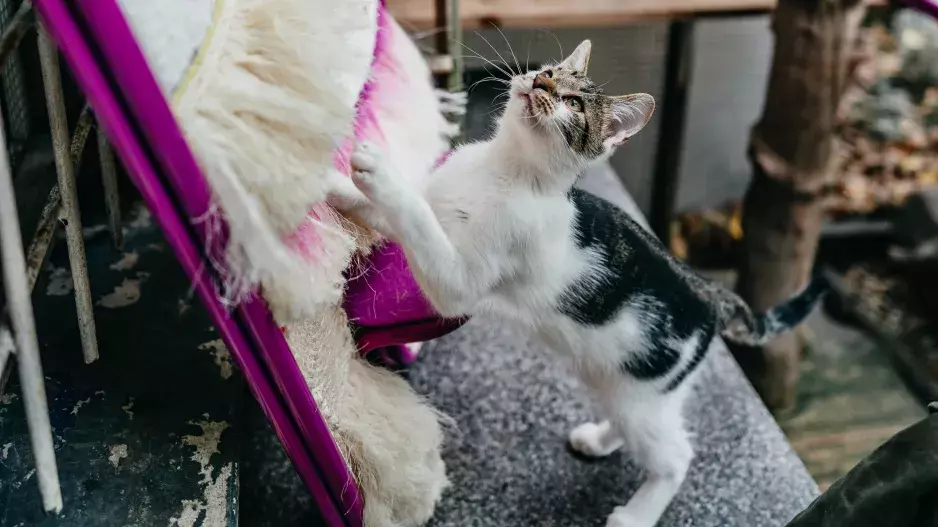 Vrnismus od Whiskas Vrnismus od Whiskas