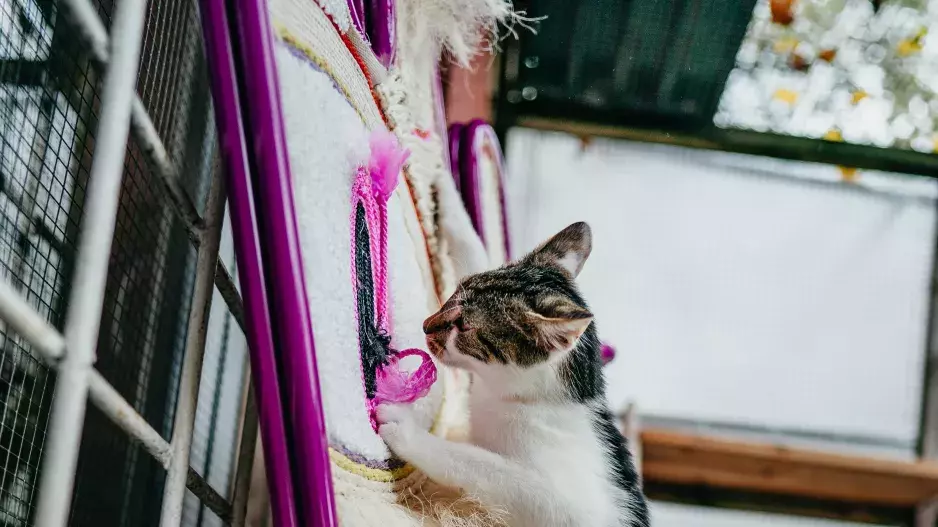 Vrnismus od Whiskas Vrnismus od Whiskas