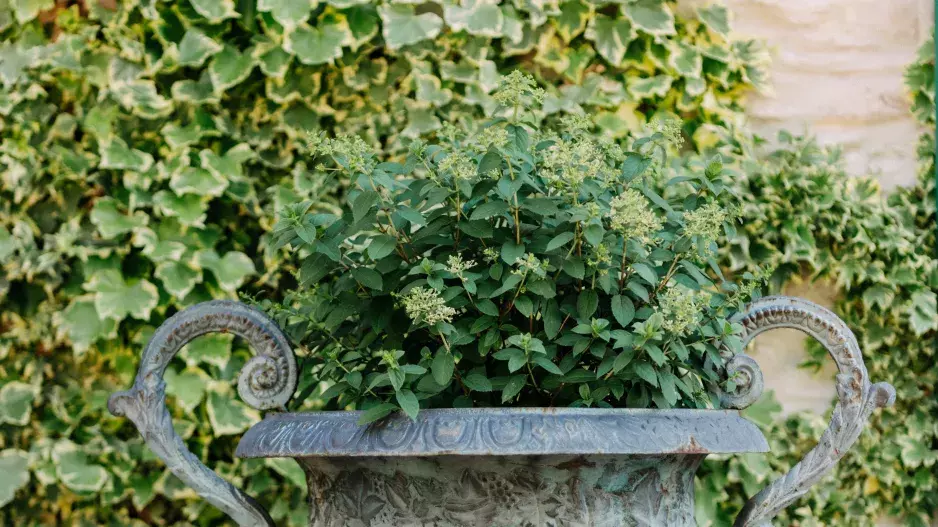 Villa Dom Carli Villa Dom Carli