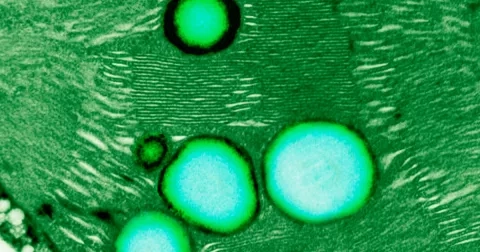 Nejnovější hit na pomezí zdraví a krásy: Proč užívat tekutý chlorofyl?