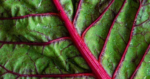 ELLE kvíz: Superfoods. Jak moc znáte superpotraviny?