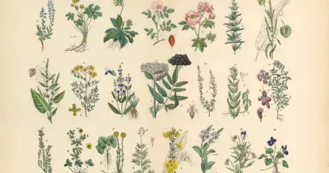 Přirozená síla bylinek: Které musíte znát?