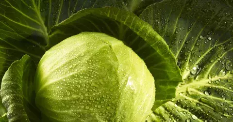 Zázrak zvaný zelí: Podporuje hubnutí a omlazuje pleť!