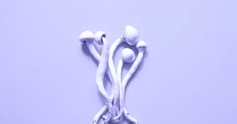 Je microdosing psychedelik hudbou budoucnosti?