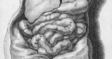 Jak na zdravá střeva? Nastartujte jimi svou imunitu i duševní pohodu